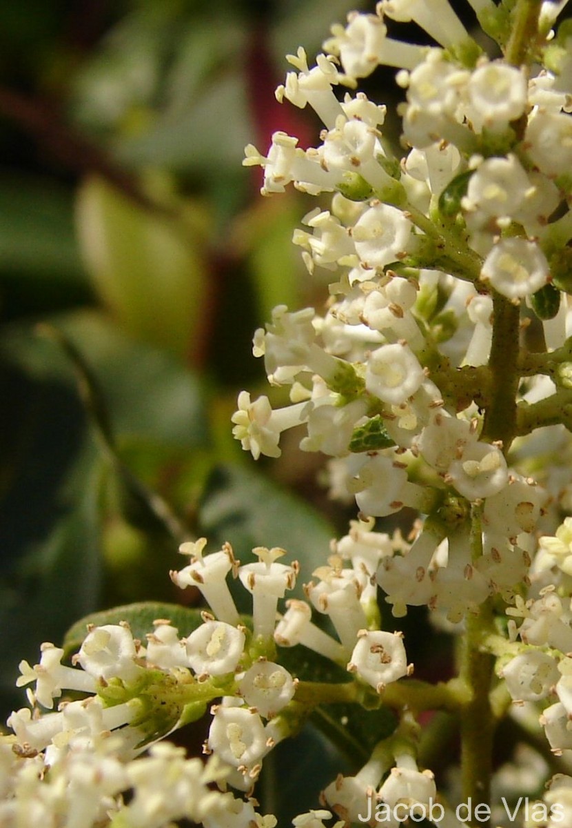 Wendlandia bicuspidata Wight & Arn.